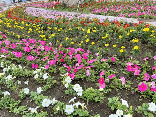 呼中镇市政建设服务中心开展 栽种花卉 装扮最冷小镇 美化活动