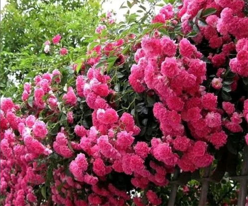 适合庭院种植的爬藤花卉,有10种可选择,每个都是开花机器,好养