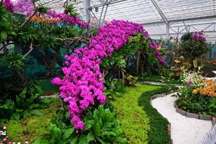 青州市 大力发展花卉种苗 打造 青州花卉 品牌
