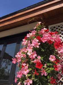 最值得养的爬藤花卉,养护容易,一年四季都开花,室内阳台也能种