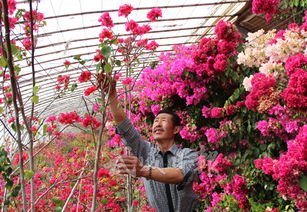 凉州区 清水镇花卉种植户王文寿的特色产业
