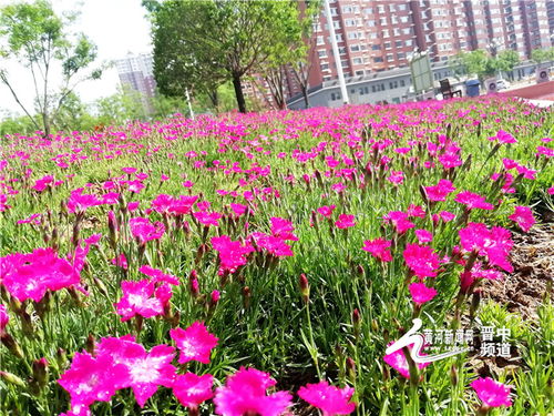 晋中市 五一 期间栽种百万株花卉打造 月季之城 多彩晋中