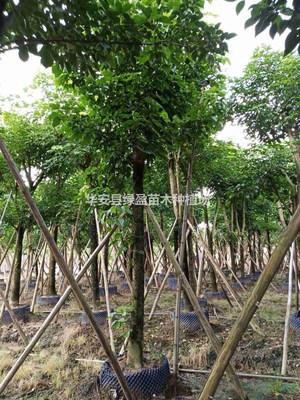 华安县绿盈苗木种植场