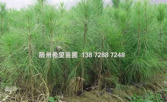 精品推荐 随县安居镇希望苗圃种植基地