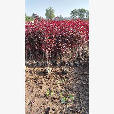 紫叶矮樱容器苗 绿化苗木种植挖苗配送 紫叶矮樱绿化苗木基地