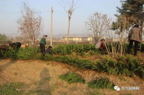 景观绿化苗木种植技术研究